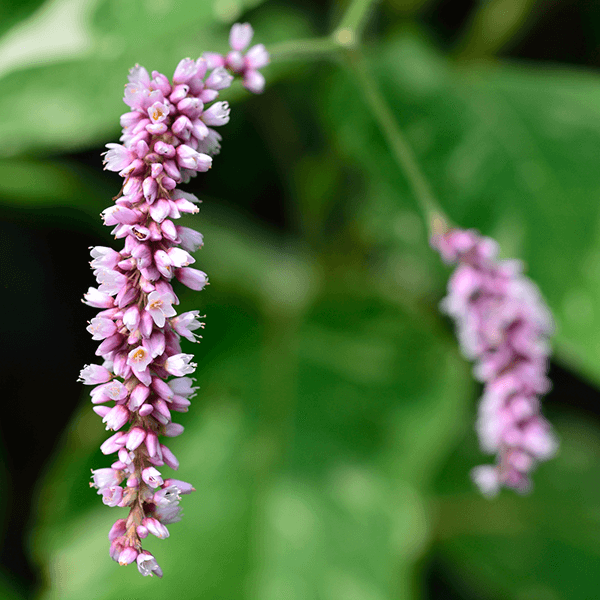 酸化マグネシウム、水酸化マグネシウム、セラミック商品を製造販売するタテホの社名は、この蓼（タデ）の花に由来します。